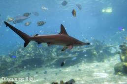 פטישן כד חרטום