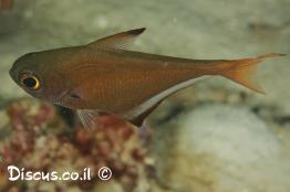 גרזינון-הכוכים