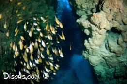 גרזינון-הכוכים