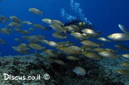 ורדית-שישנית