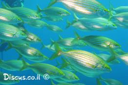 ורדית-שישנית