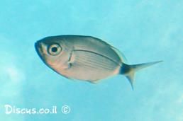 אובלד שחור זנב