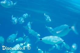 אובלד-שחור-זנב