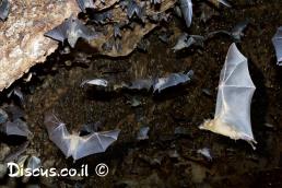 עטלף פירות מצוי