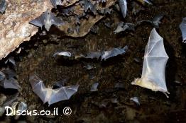 עטלף-פירות-מצוי