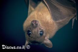 עטלף פירות מצוי