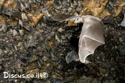 עטלף פירות מצוי