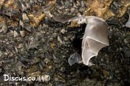 עטלף-פירות-מצוי