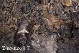 עטלף פירות מצוי