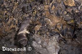 עטלף-פירות-מצוי