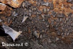 עטלף פירות מצוי