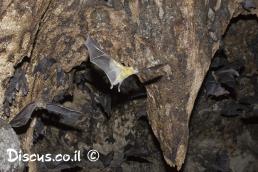 עטלף פירות מצוי