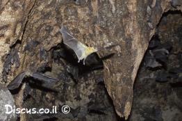 עטלף-פירות-מצוי