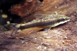 אוטוצינקלס-נפוץ