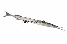 שיפודן מובהק