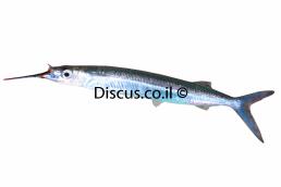 שיפודן מובהק