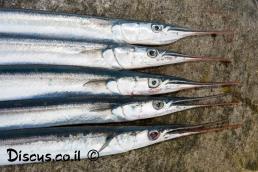 שיפודן מובהק