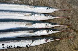 שיפודן-מובהק