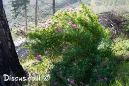 לוע-הארי-גדול