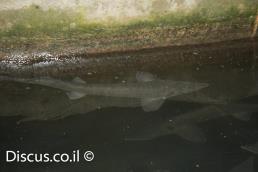 חדקן סיבירי