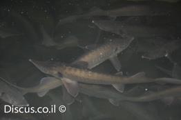 חדקן-סיבירי