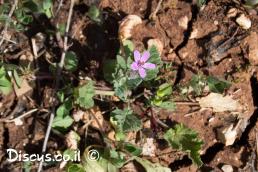 מקור חסידה החלמיתי