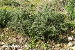 סירה קוצנית