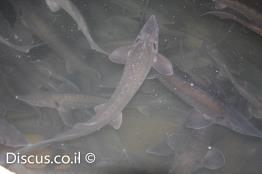 חדקן-סיבירי