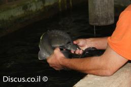 חדקן סיבירי