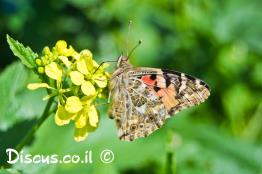 נימפית-החורשף