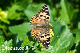 נימפית-החורשף