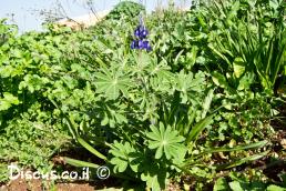 תורמוס ההרים