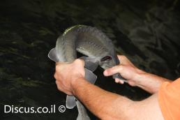 חדקן סיבירי