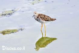 חופית-ארוכת-אצבעות