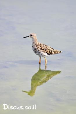 חופית-ארוכת-אצבעות