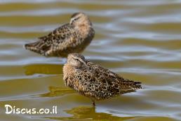 חרטומנית ארוכת מקור