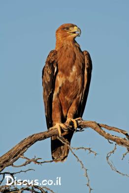 עיט-סוואנות