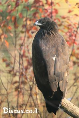 עיט-צפרדעים