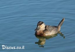 צחראש אדמוני