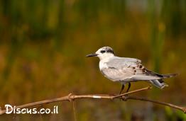 מרומית-לבנת-לחי