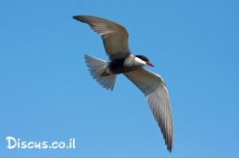 מרומית-לבנת-לחי