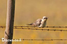 קוקייה-מצויצת