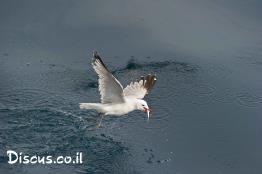 שחף-אדום-מקור