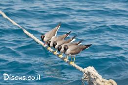 שחף-לבן-עין