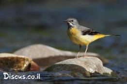 נחליאלי-זנבתן