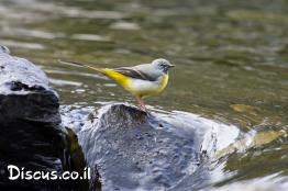 נחליאלי-זנבתן