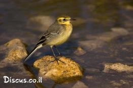 נחליאלי-לימוני