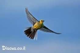 נחליאלי-לימוני