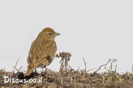 עפרונן-קצר-אצבעות