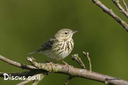 פיפיון-עצים